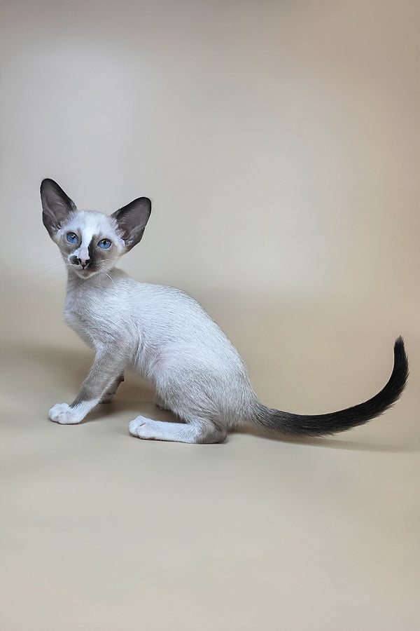Zelda | Oriental Shorthair Kitten