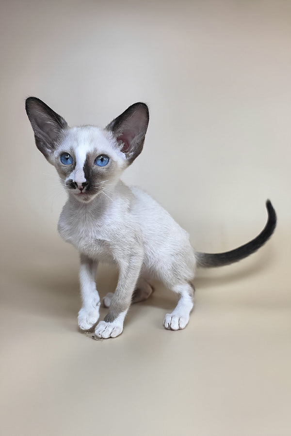 Zelda | Oriental Shorthair Kitten