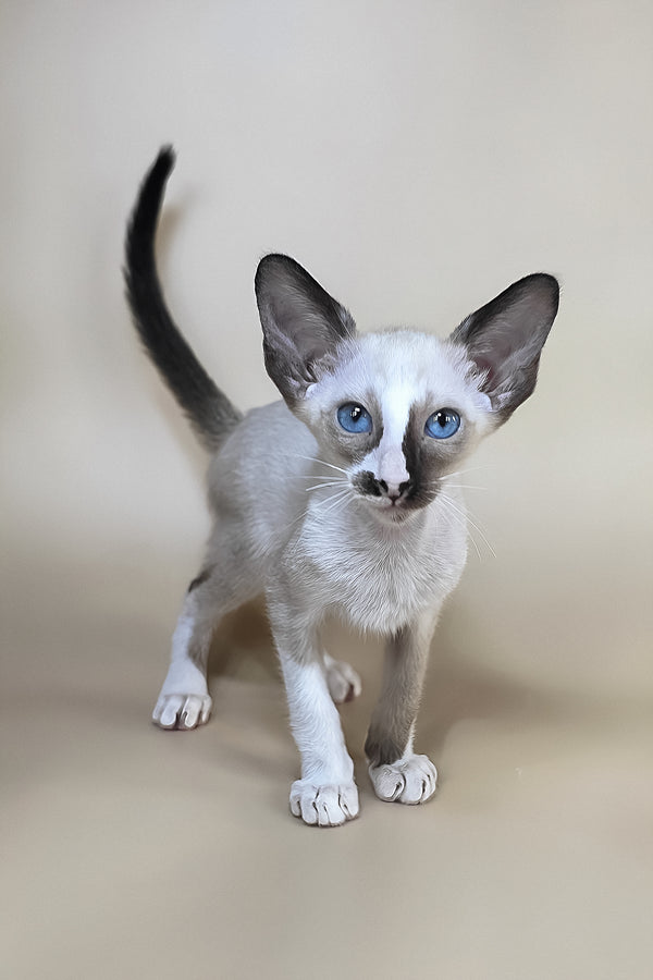 Zelda | Oriental Shorthair Kitten