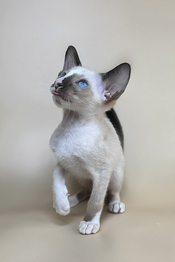 Zelda | Oriental Shorthair Kitten