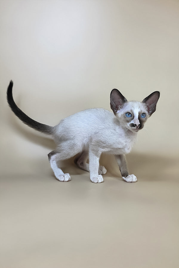 Zelda | Oriental Shorthair Kitten