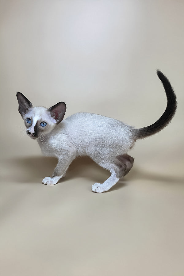 Zelda | Oriental Shorthair Kitten