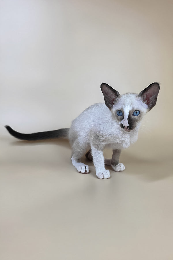 Zelda | Oriental Shorthair Kitten