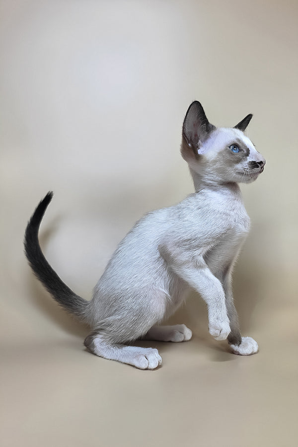 Zelda | Oriental Shorthair Kitten