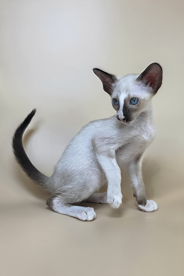 Zelda | Oriental Shorthair Kitten