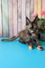 Zelda | Maine Coon Kitten