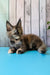 Zelda | Maine Coon Kitten