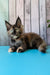 Zelda | Maine Coon Kitten