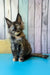 Zelda | Maine Coon Kitten