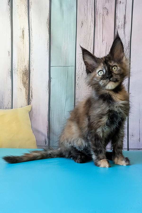 Zelda | Maine Coon Kitten