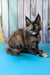 Zelda | Maine Coon Kitten