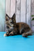 Zelda | Maine Coon Kitten