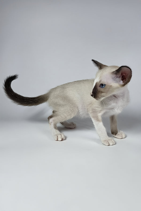 Zelda | Oriental Shorthair Kitten
