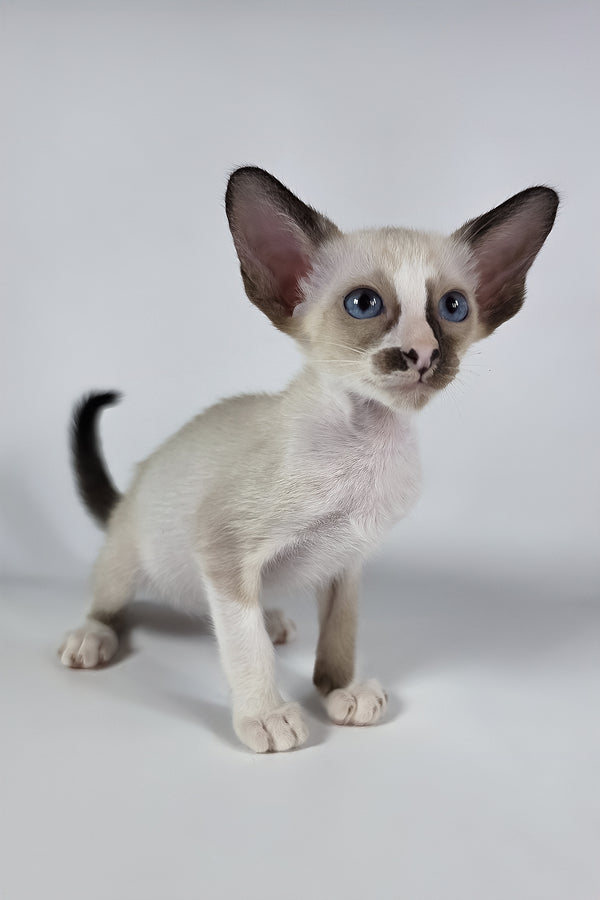 Zelda | Oriental Shorthair Kitten
