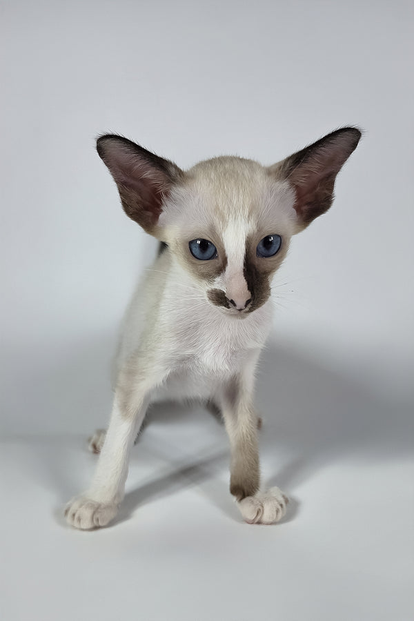 Zelda | Oriental Shorthair Kitten