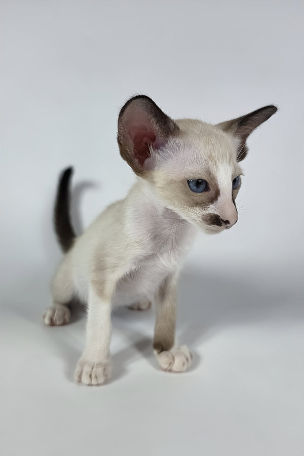 Zelda | Oriental Shorthair Kitten