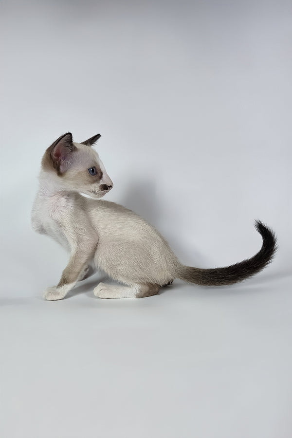 Zelda | Oriental Shorthair Kitten