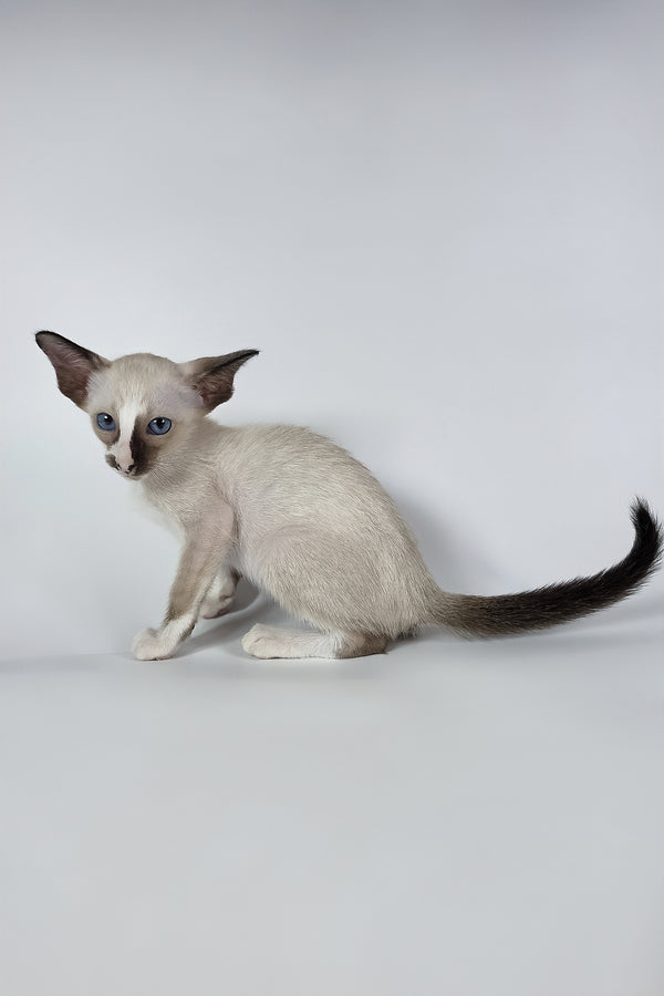 Zelda | Oriental Shorthair Kitten