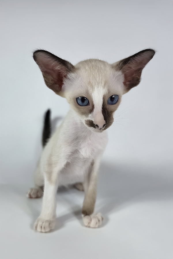 Zelda | Oriental Shorthair Kitten