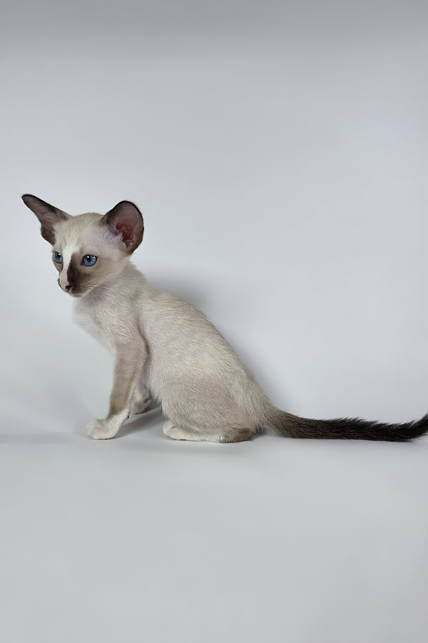 Zelda | Oriental Shorthair Kitten