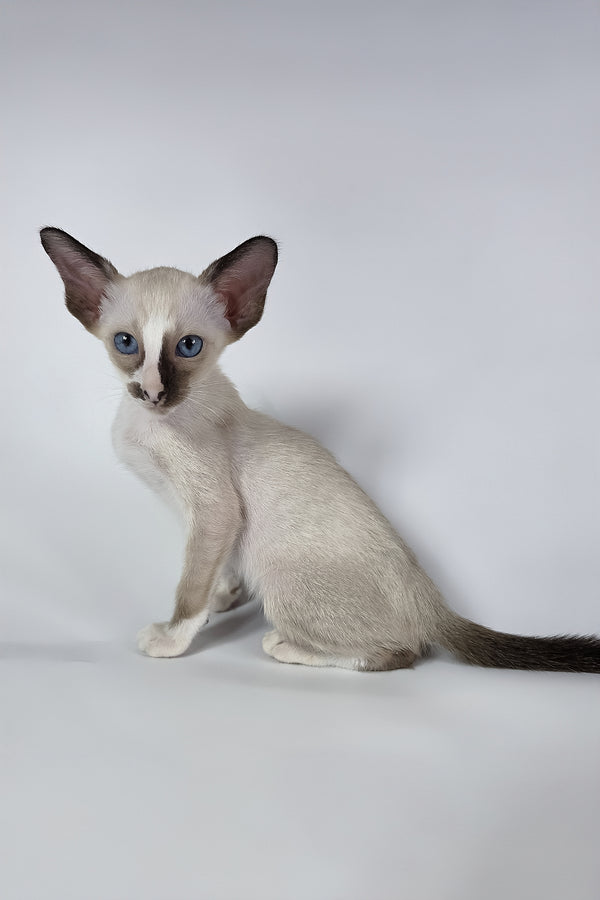 Zelda | Oriental Shorthair Kitten