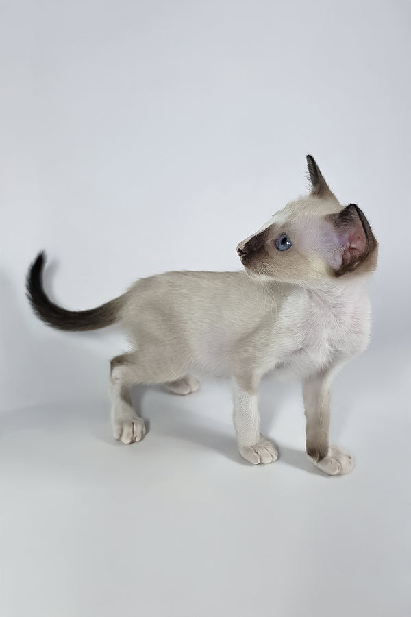 Zelda | Oriental Shorthair Kitten
