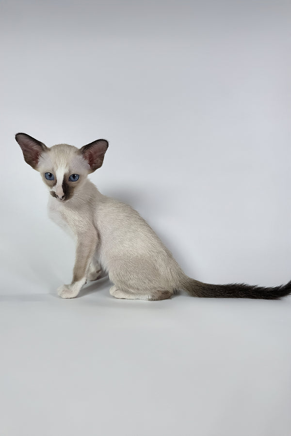 Zelda | Oriental Shorthair Kitten