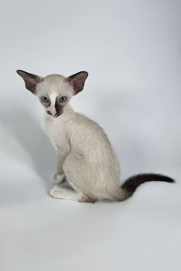 Zelda | Oriental Shorthair Kitten
