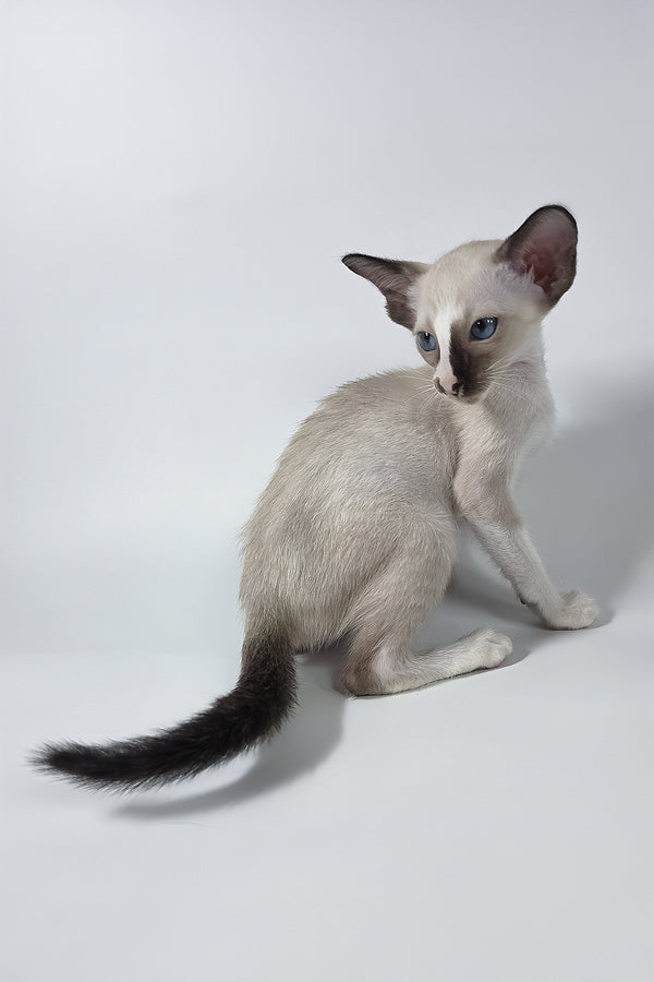 Zelda | Oriental Shorthair Kitten