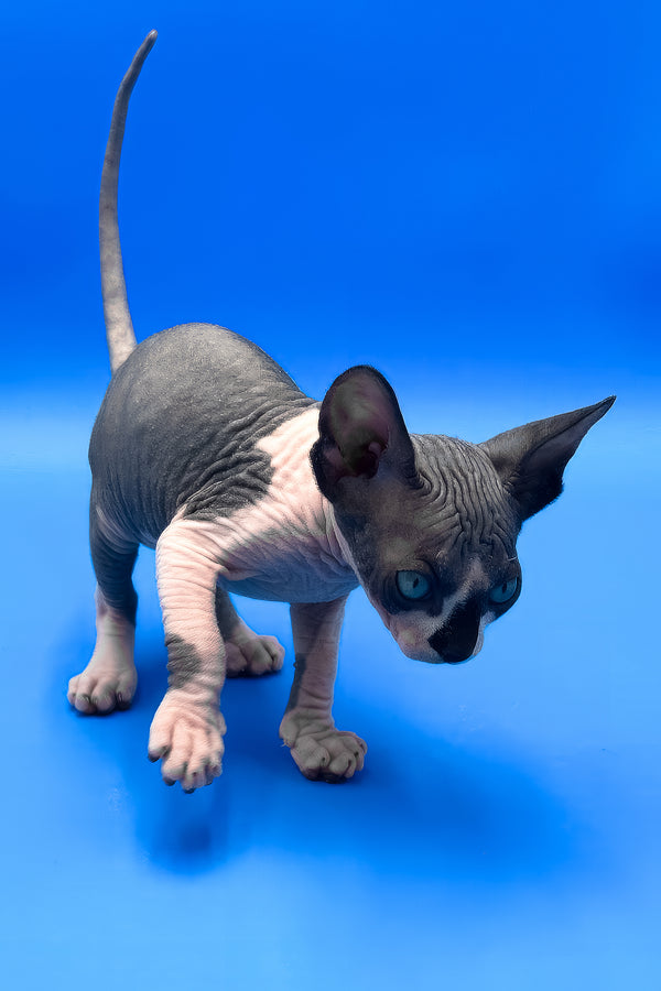 Zendaya | Canadian Sphynx Kitten