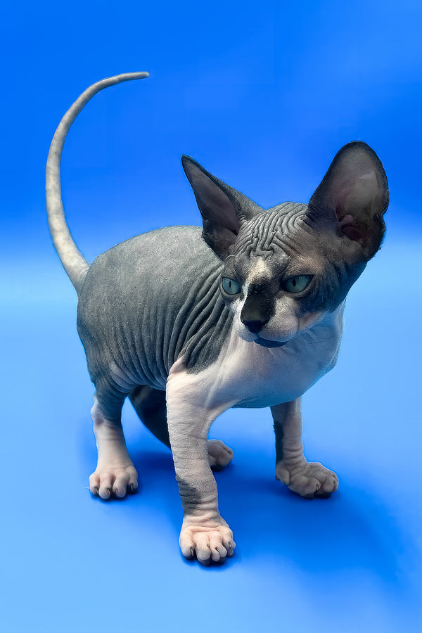 Zendaya | Canadian Sphynx Kitten