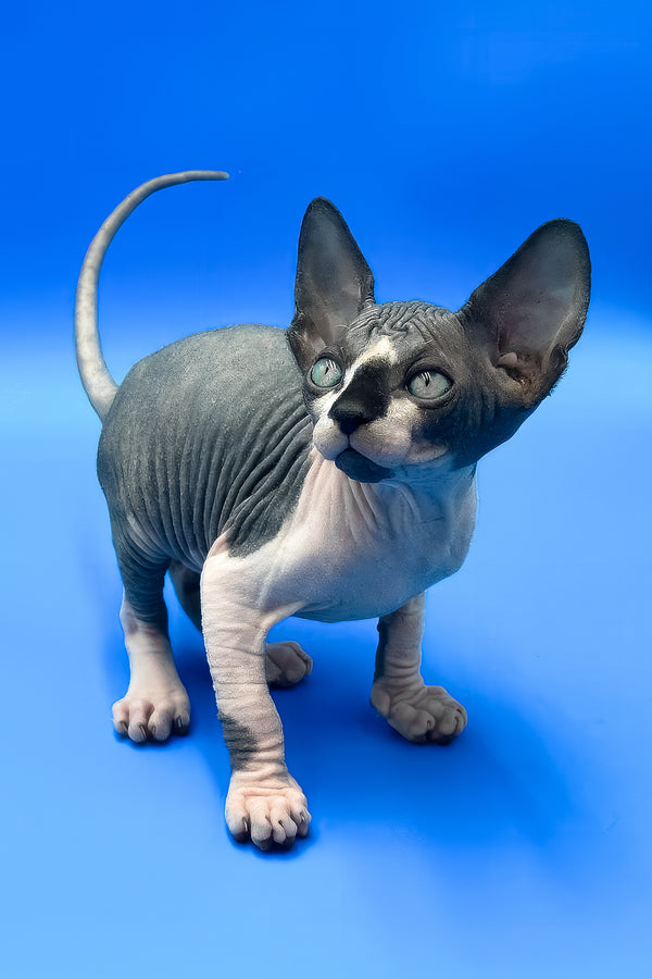 Zendaya | Canadian Sphynx Kitten