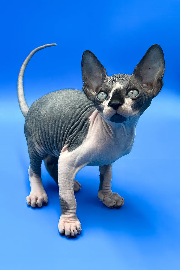 Zendaya | Canadian Sphynx Kitten