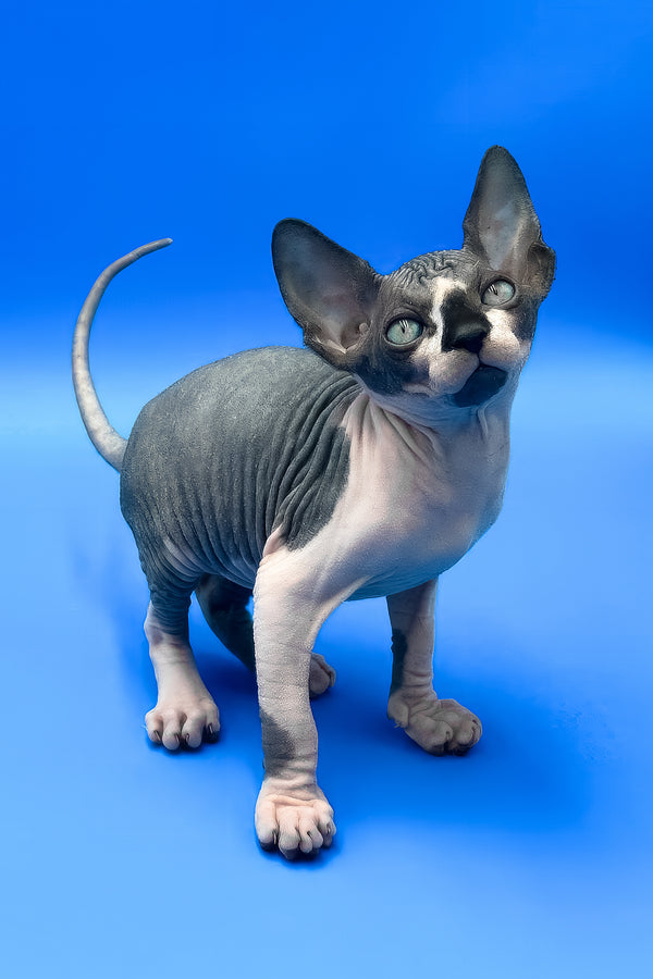 Zendaya | Canadian Sphynx Kitten