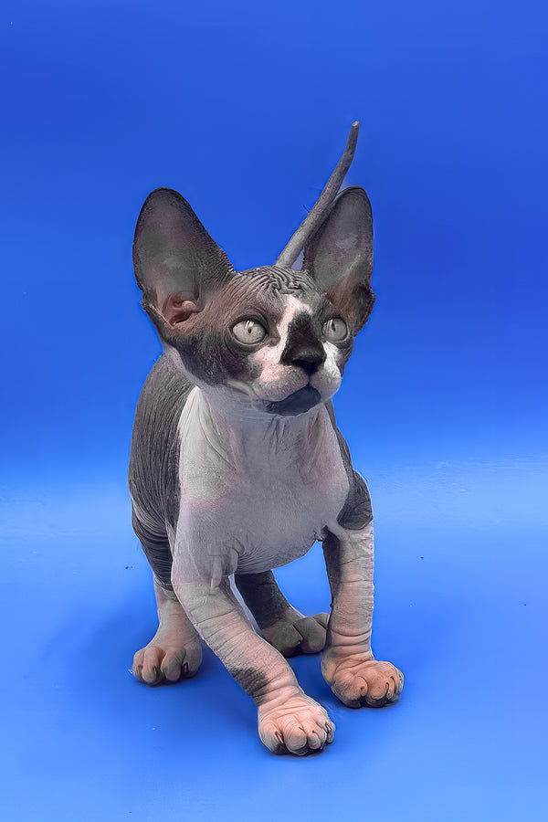 Zendaya | Canadian Sphynx Kitten
