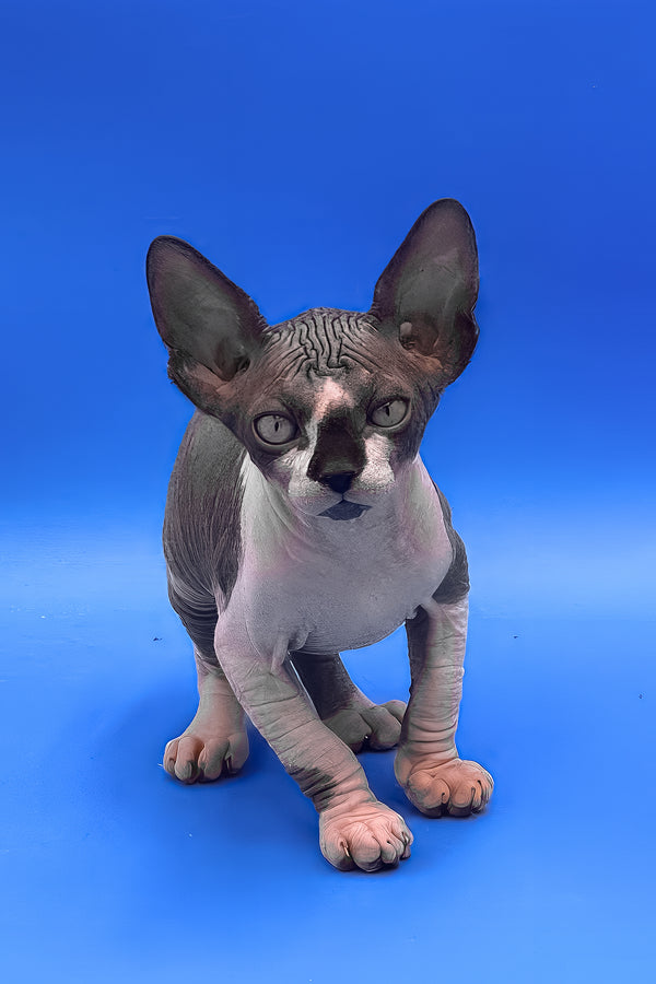 Zendaya | Canadian Sphynx Kitten