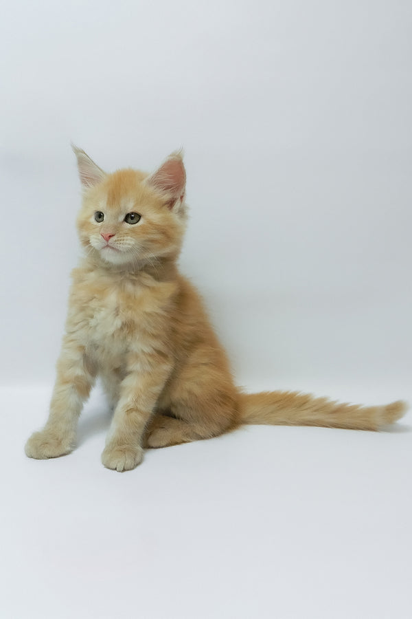 Zephiel | Maine Coon Kitten