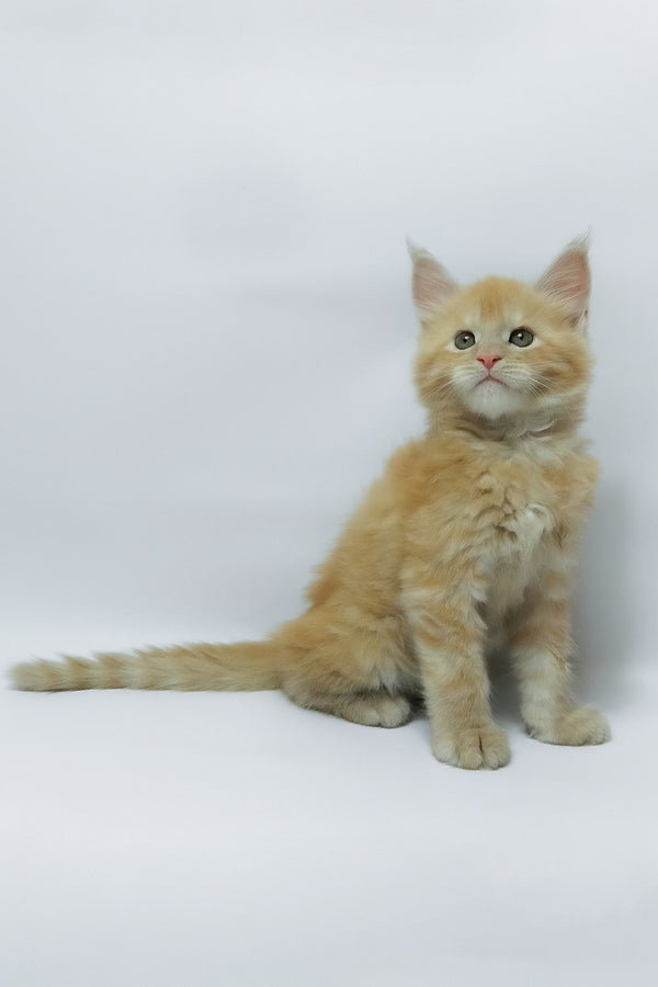 Zephiel | Maine Coon Kitten