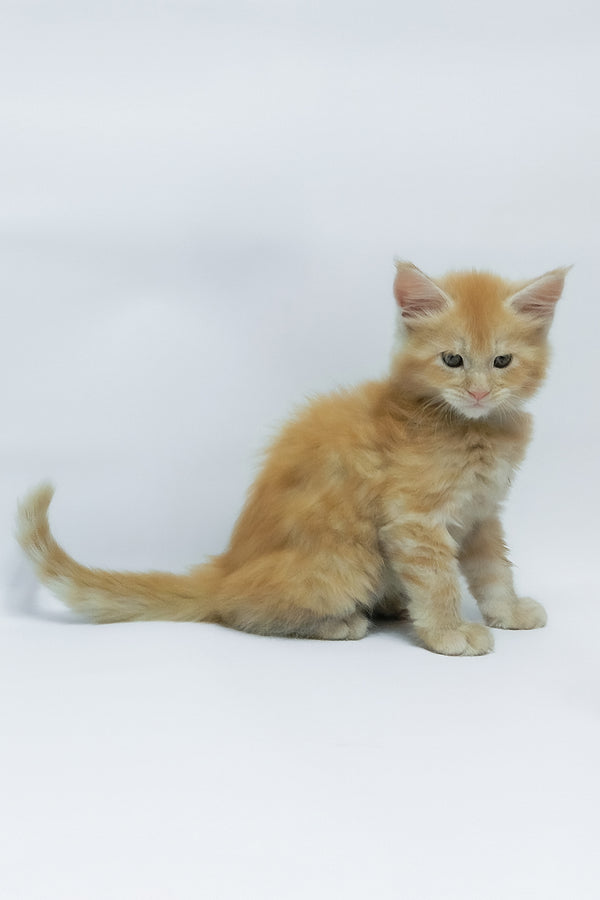 Zephiel | Maine Coon Kitten