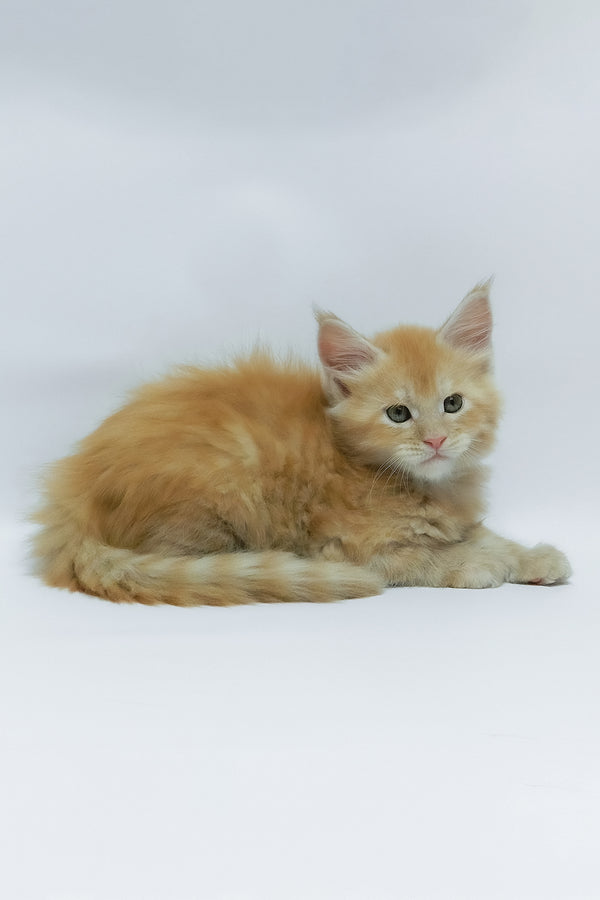 Zephiel | Maine Coon Kitten