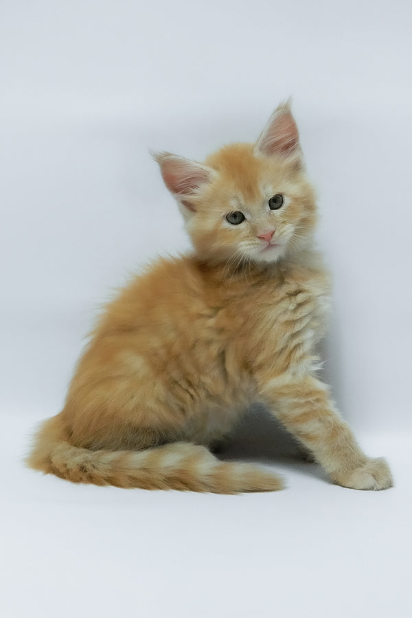 Zephiel | Maine Coon Kitten