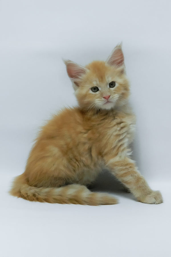 Zephiel | Maine Coon Kitten