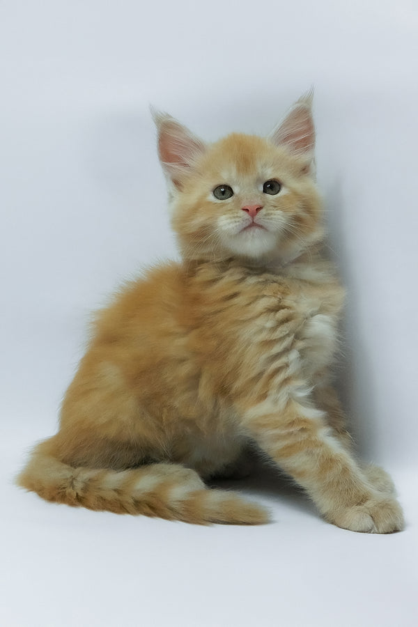 Zephiel | Maine Coon Kitten