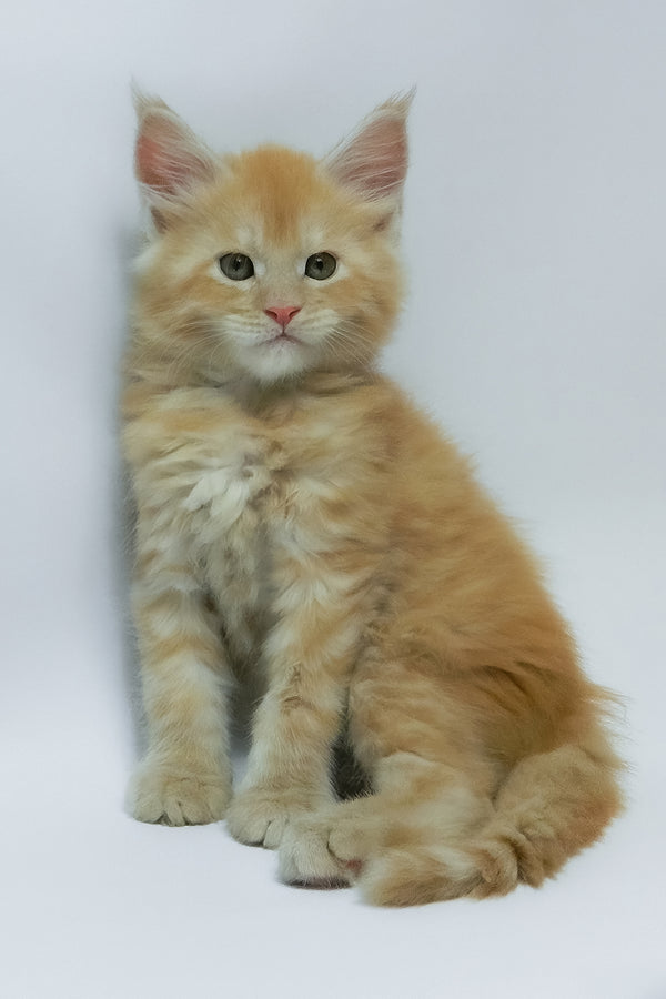 Zephiel | Maine Coon Kitten