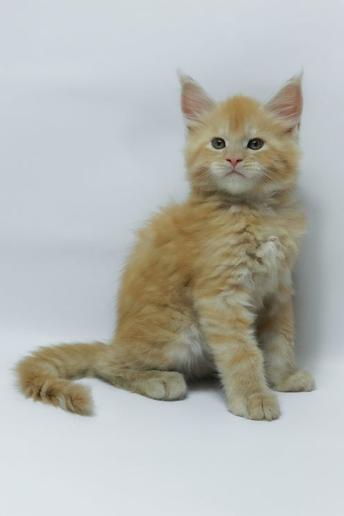 Zephiel | Maine Coon Kitten
