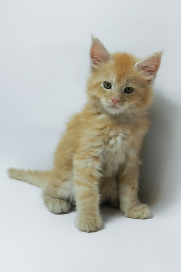 Zephiel | Maine Coon Kitten