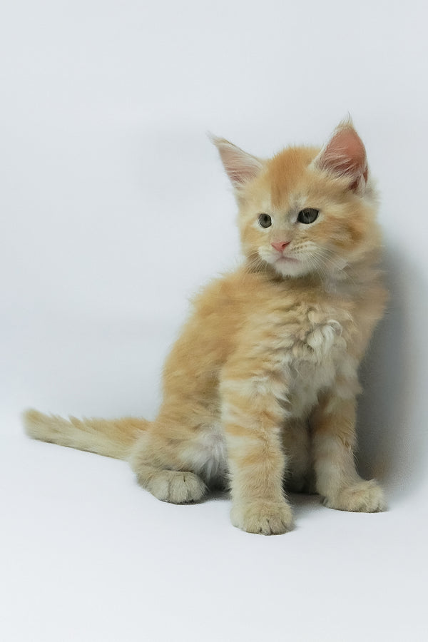 Zephiel | Maine Coon Kitten
