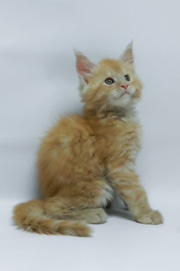 Zephiel | Maine Coon Kitten