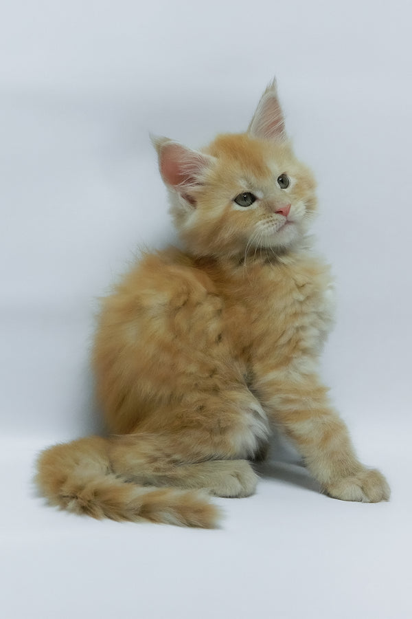 Zephiel | Maine Coon Kitten