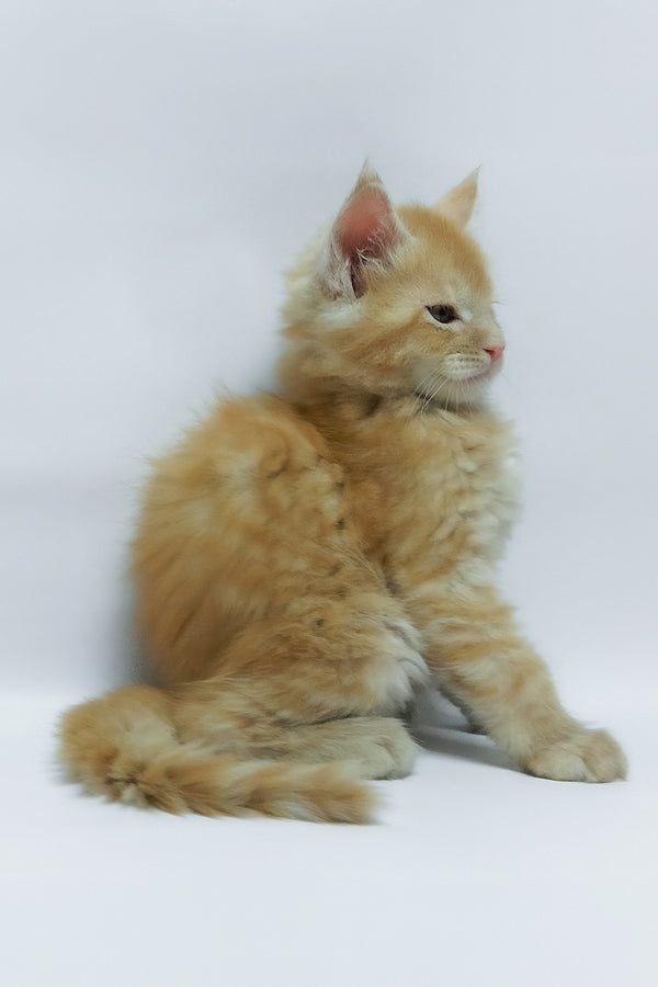 Zephiel | Maine Coon Kitten